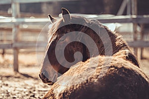 Mare horse sleeping on ground near shelter in paddock in spring daytime