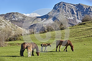 Mare horses with her cubs in a green valley. Equine livestock