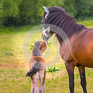 a mare of an Icelandic Horse with two lovely foals