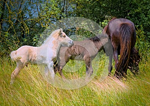 a mare of an Icelandic Horse with two lovely foals in the meadow