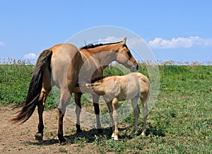 Mare letting her foal nurse