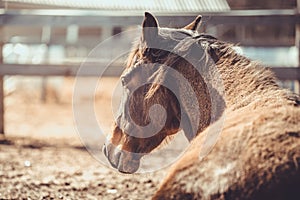 Mare mare horse sleeping on ground near shelter in paddock in spring daytime