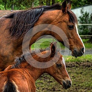 Mare mother horse and baby foal profile view