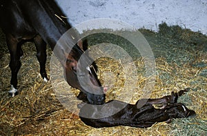 Mare with New borned Foal, Horse Foaling