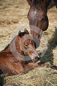 Una cavalla un neonato puledro 