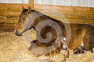 Mare and Newborn Foal