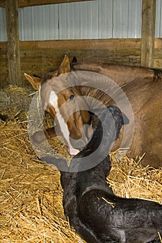 Una cavalla un neonato puledro 