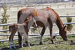 Mare and newborn foal horse colt in corral