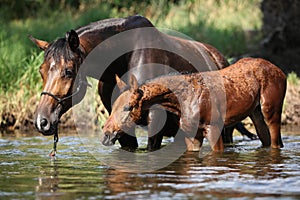 Mare with nice foal first time in the water