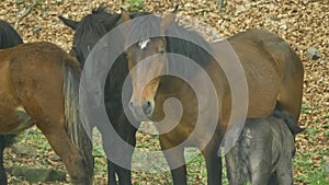 Mare nursing foal in woods