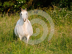 Mare In Paddock