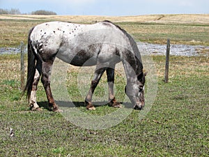 Mare in a Pasture
