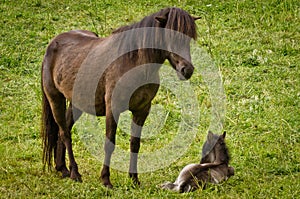 A mare is protecting her newborn foal providently in the meadow