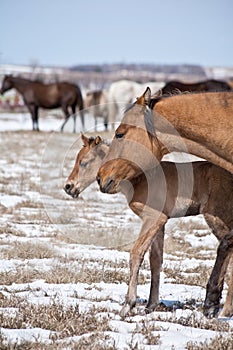 Mare and quarter horse foal