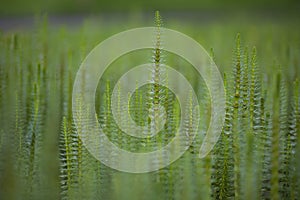 Mare`s tail aquatic plant