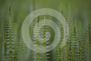 Mare`s tail aquatic plant
