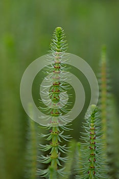 Mare’s-tail Hippuris vulgaris, flowering plant