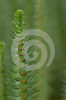 Mareâs-tail Hippuris vulgaris, a flowering plant photo