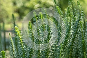 Mare’s-tail Hippuris vulgaris, plants in a pond