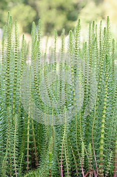 Mare’s-tail Hippuris vulgaris, plants in a pond