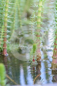 Mareâs-tail Hippuris vulgaris, reflected in a pond photo