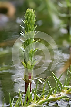 Mare’s-tail Hippuris vulgaris, single plant in pond