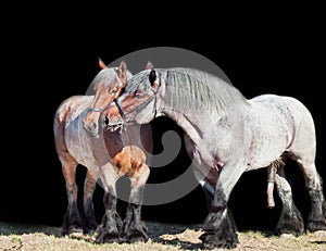 Mare and stallion of brabant breed. isolated at black