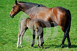 Mare suckles foal