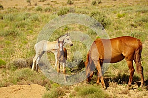 A mare and two colts