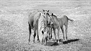 A Mare With Two Foals