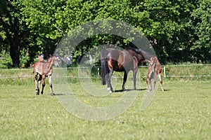 Mare with two foals