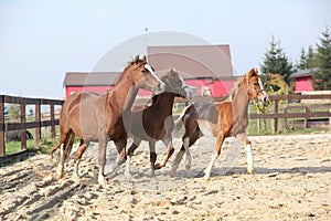 Mare with two foals running