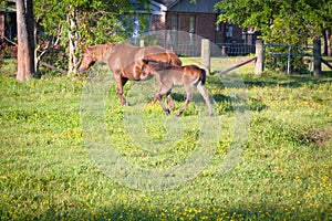 Mare Walking with Foal