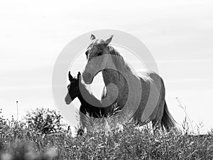 A mare withe her foal in black and white