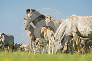 Mare and young foal konik horse on a sunny with with blue sky and sunshine