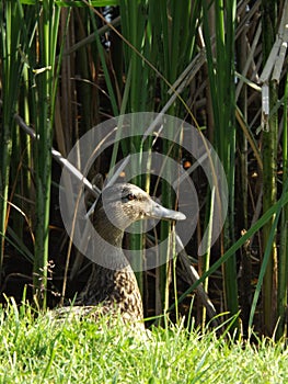 Mareca strepera ,Lake duck Out of hiding