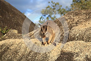 Mareeba rock wallabies at Granite Gorge,queensland australia