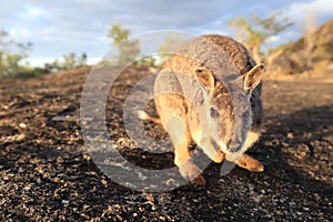 Mareeba rock wallabies at Granite Gorge,queensland australia