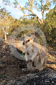 Mareeba rock wallabies at Granite Gorge,queensland australia