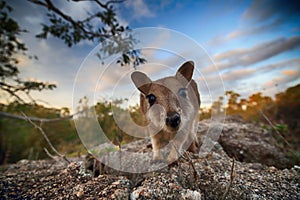 Mareeba rock wallabies at Granite Gorge,queensland australia