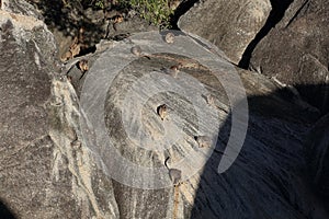 Mareeba rock wallabies at Granite Gorge,queensland australia