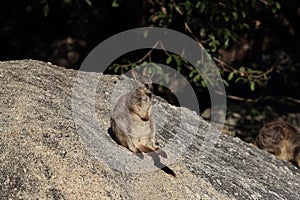 Mareeba rock wallabies at Granite Gorge,queensland australia