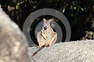 Mareeba rock wallabies at Granite Gorge,queensland australia