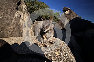 Mareeba rock wallabies at Granite Gorge,queensland australia