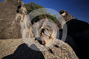 Mareeba rock wallabies at Granite Gorge,queensland australia