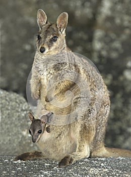 Mareeba rock wallaby with joey, mitchell river,Queensland,Australia