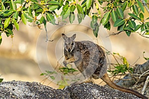 Mareeba Rock Wallaby perched on tree branch with blur background photo
