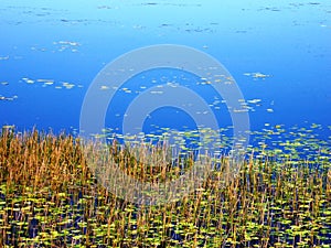 Mareeba Wetlands Reeds