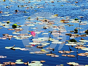 Mareeba Wetlands Water Lilies