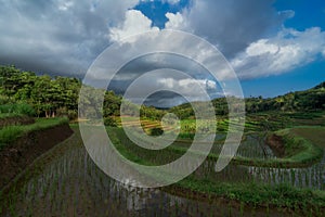 mareje rice field lombok island